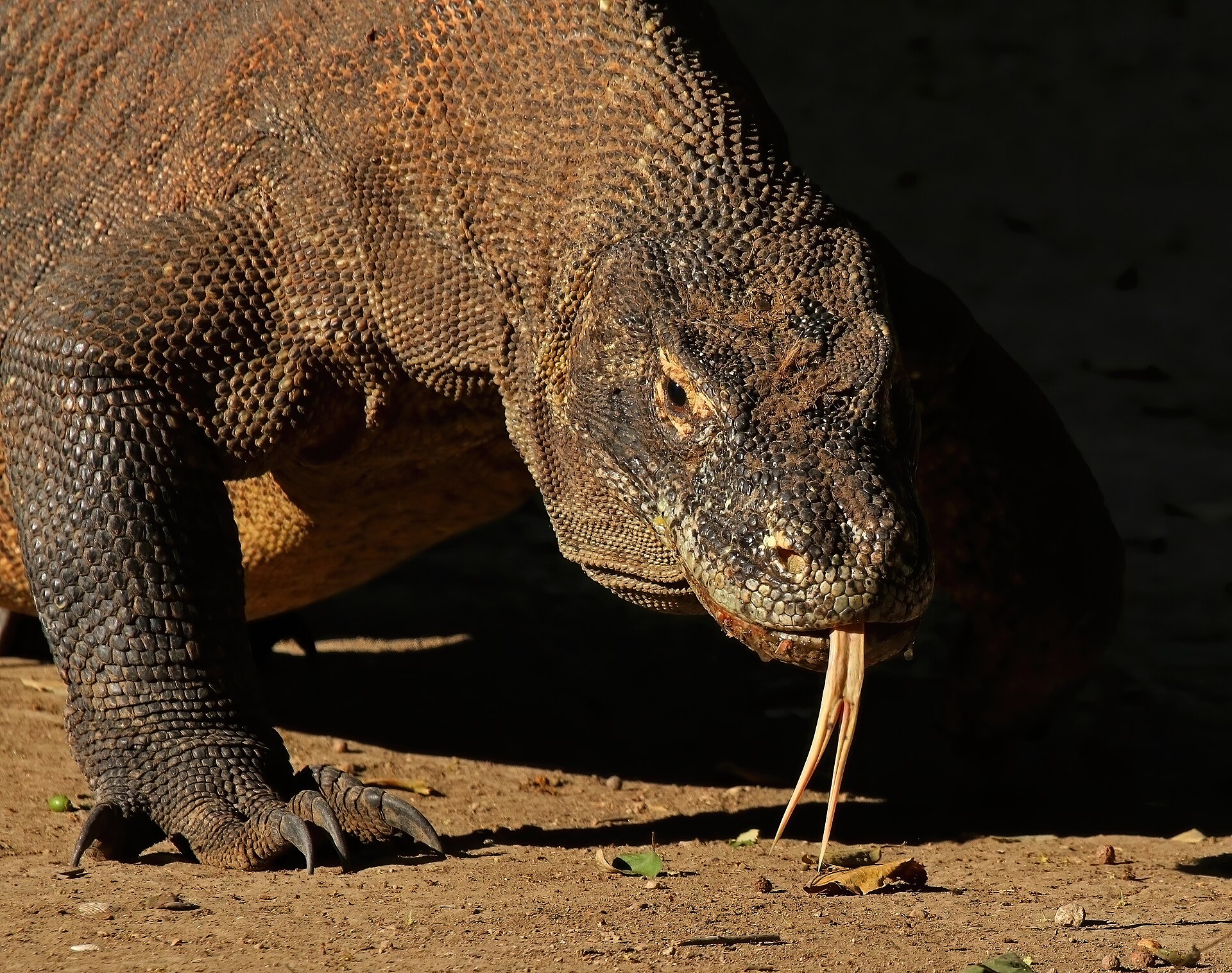 Komodo
