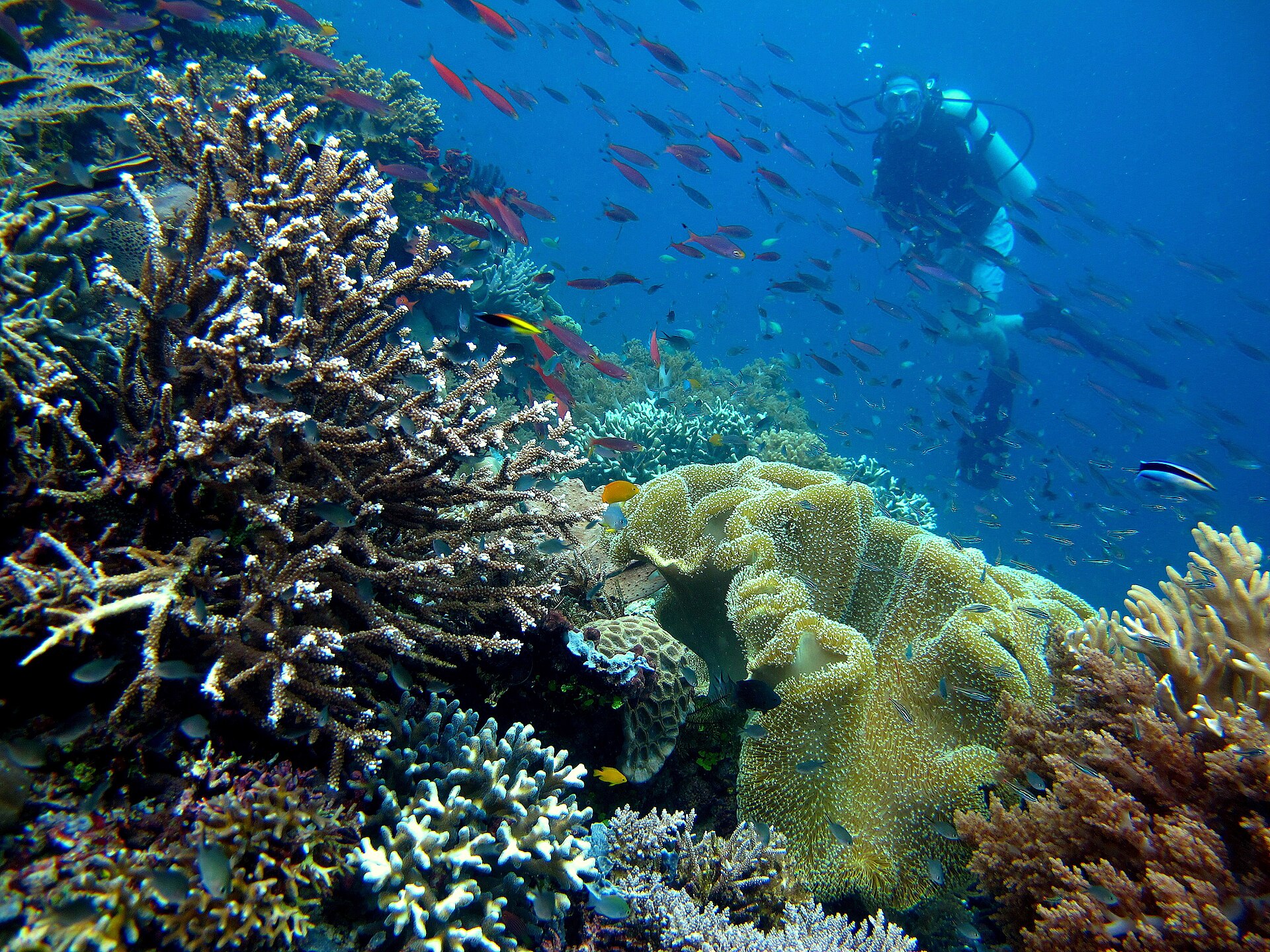 Sorong