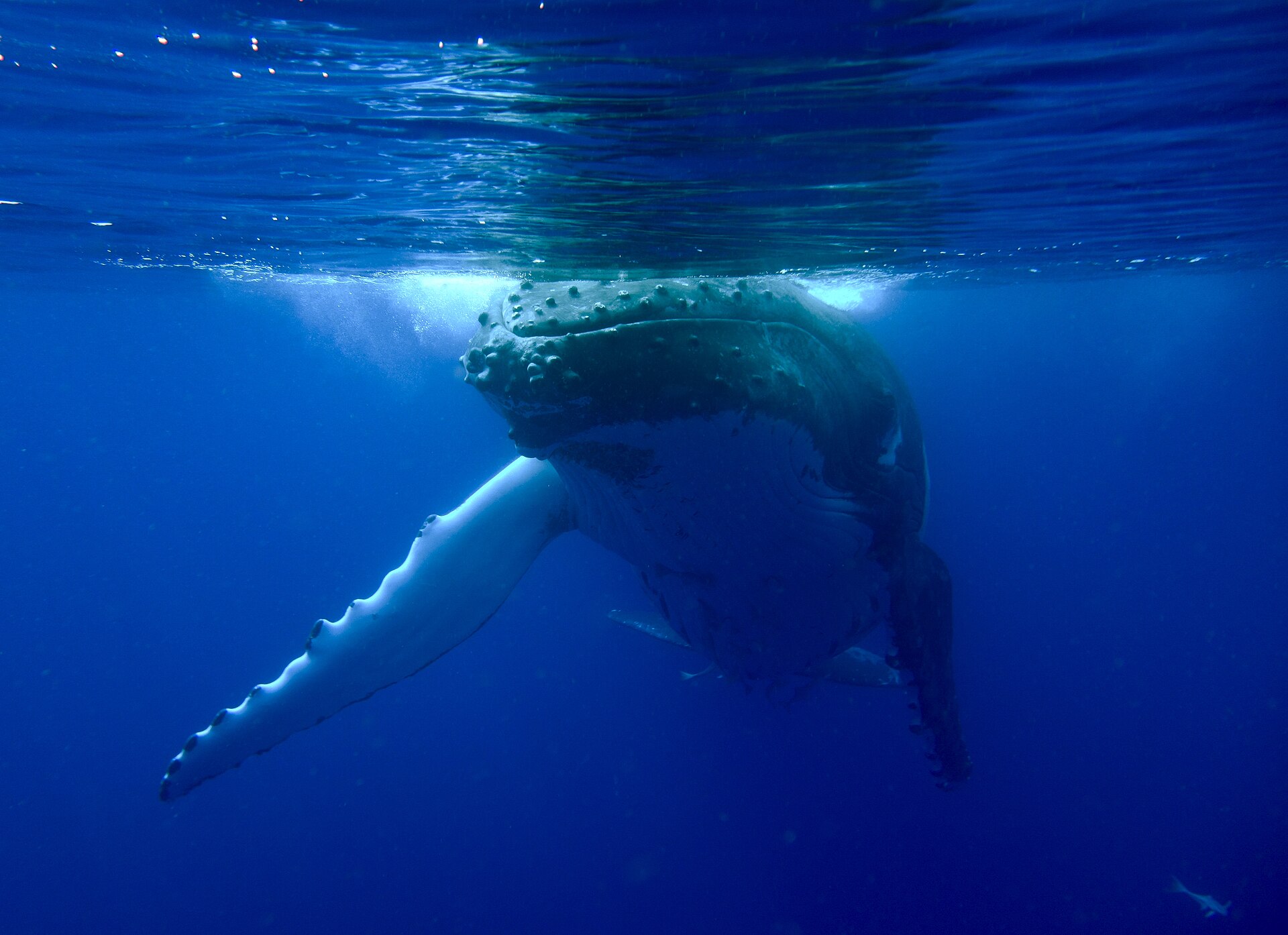 Whale Watch